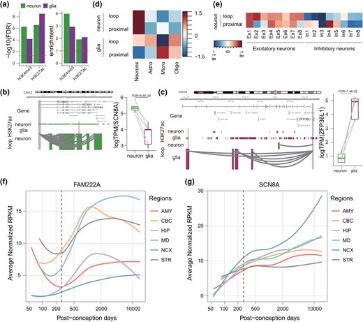 RECE target genes display cell-type–specific functions in the human adult brain. a) Analysis of regulatory activity of RECEs in the neurons and glia from adult human brains based on H3K4me3 and H3K27ac ChIP-seq data. b, c) A neuronal gene, SCN8A, is engaged with neuron-specific H3K27ac peaks via enhancer–promoter interactions in neurons b), while a glial-expressed gene, ZFP36L1, is engaged with glia-specific H3K27ac peaks via enhancer–promoter interactions in glia c). The regions that interact with the gene promoter (gray) are highlighted in green (neuron), and purple (glia). Red bars represent RECEs. Boxplots on the right show expression levels of SCN8A and ZFP36L1 in neurons and glia. The FDR was calculated by DESeq2. d) Genes assigned to neuron-specific peaks are highly expressed in neurons, whereas genes assigned to glia-specific peaks are highly expressed in microglia and oligodendrocytes. e) Neuronal subtype expression profiles of RECE-associated genes. f, g) Expression trajectories of FAM222A and SCN8A in human fetal and adult brains during the course of human brain development. The expression level of a sample at a specific developmental time point is represented by the median expression level with correction against the background of all expressed genes in human brain transcriptomes. The expression data were obtained from previous studies (Zhu et al. 2018). Astro, astrocytes; Endo, endothelial; Micro, microglia; Oligo, oligodendrocytes.