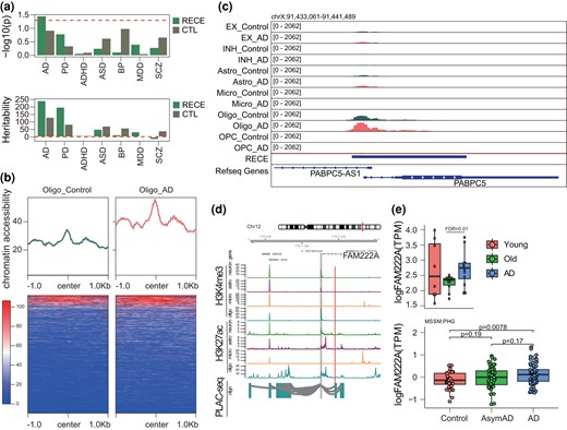 RECEs are potentially involved in the etiology of AD. a) Heritability enrichment of human brain disorders GWAS in RECEs. b) Chromatin accessibility of RECEs in oligodendrocytes based on snATAC-seq from individuals with and without AD. c) The genomic track showing a RECE overlapping with the oligodendrocyte ATAC-seq peak. d) An AD risk gene, FAM222A, is engaged with oligodendrocyte-specific H3K27ac peaks via enhancer–promoter interactions. The regions that interact with the gene promoter (gray) are highlighted in blue (oligo). Red bars represent RECEs. e) (Top panel) Expression levels of FAM222A in young, old, and AD human brains (FDR is calculated by DESeq2), and (Bottom panel) Expression levels of FAM222A in control, AsymAD, and AD brain tissues (http://swaruplab.bio.uci.edu:3838/bulkRNA/).
