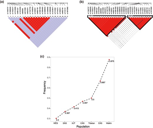 Detection of selection signals in the EGLN3 region. LD in the EGLN3 region detected selection signals in the Wakhi genome a) and the XJT genome b). c) Haplotype frequency of the EGLN3 region that detected a selection signal in the Wakhi genome and other populations’ genomes.