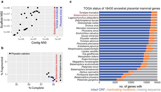 Assembly quality metrics. Blue whale (Balaenoptera musculus) data are shown in red; the 2 other VGP assemblies, vaquita (Phocoena sinus) and bottlenose dolphin (Tursiops truncatus), are in blue. a) Assembly contig and scaffold N50 metrics. Contigs are segments of contiguous, i.e. gapless sequence. Scaffolds are sets of contigs that have been ordered and oriented using long-range mapping data such as optical maps and Hi-C with gaps between contigs. N50 is a measure of average length, e.g. 50% of all bases are contained in contigs of length N50 or longer. b) % of complete and fragmented universal single copy BUSCO orthologs found in an annotated genome. Universal single copy orthologs are genes that are present in a single copy in all or most genomes within a phylogenetic group. A high % complete score is an indication that a genome assembly is not missing a large amount of gene-coding sequence (Simão et al. 2015; Manni et al. 2021). C) TOGA status of 18,430 ancestral placental mammal genes. Note: For 2 species, different assemblies were used in panel C compared to panel A: GCA_004363415.1 instead of GCA_002189225.1 for Eschrichtius robustus and GCA_008795845.1 instead of GCA_023338255.1 for Balaenoptera physalus.
