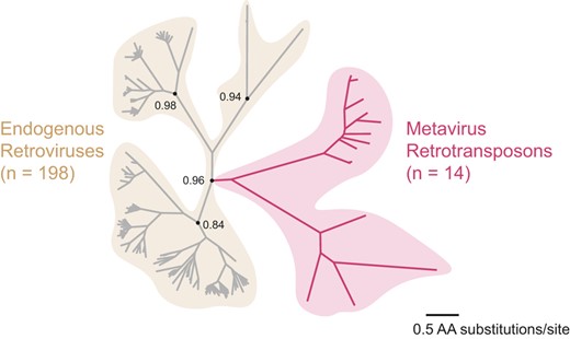 The Diverse Evolutionary Histories of Domesticated Metaviral Capsid Genes in Mammals