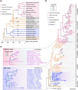 真双子叶植物和单子叶植物中CBF/DREB1基因的进化分支。a） 物理。。。
