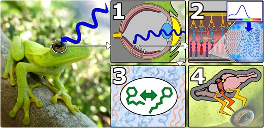 General overview of opsin function in vertebrates exemplified using the eye of a frog (Boana albomarginata, pictured here). 1) Light enters the eye and is focused on the retina. 2) Light reaches a photopigment (composed of an opsin and chromophore) embedded in the membrane of a light-sensitive retinal cell. The photopigment maximally absorbs a specific wavelength of light. In this example, the photopigment maximally absorbs blue light. 3) Absorption of light stimulates photoisomerization of the chromophore encapsulated within the opsin. 4) A neural signal is generated, processed in the retina and sent to the brain to be further processed and interpreted for visual or nonvisual purposes.