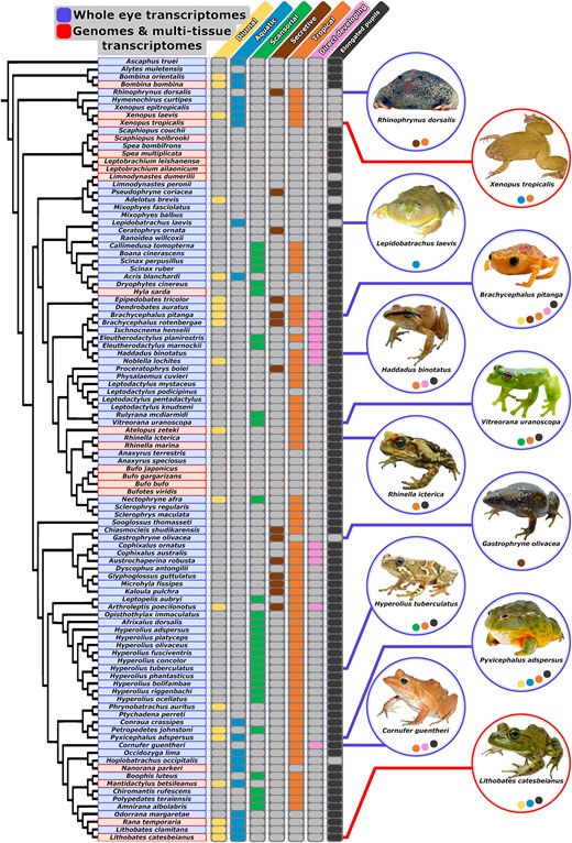 Variation in adult activity period, adult habitat, distribution, life history, and pupil shape across our species sampling. Each column represents one of seven trait partitions used to analyze shifts in selective constraint across discrete environmental, developmental, and morphological transitions in frogs. Filled (colored) bubbles in trait columns indicate the foreground partition for selection analyses (e.g. diurnal). Unfilled (gray) bubbles indicate the background partition for selection analyses (e.g. nondiurnal). Phylogenetic hypothesis based on several large-scale phylogenetic studies (Pyron and Wiens 2011; Feng et al. 2017; Jetz and Pyron 2018; Streicher et al. 2018). Trait coding citations are available in supplementary table S4, Supplementary Materials online. Photographs by M.K.F. (Rhinophrynus dorsalis and Xenopus tropicalis), J.W.S. and D.J.G. (Lepidobatrachus laevis and Cornufer guentheri), J.L.B. (Brachycephalus pitanga, Haddadus binotatus, Vitreorana uranoscopa, Rhinella icterica, Gastrophryne olivacea, and L. catesbeianus), Christian Irian (Hyperolius tuberculatus), and John Clare (P. adspersus).