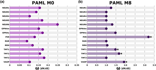 Patterns of selective constraint across nonvisual opsin genes. a) The PAML M0 analysis averages ω values across all codon sites in a gene alignment. Among nonvisual opsins, NEUR6 had the most elevated ω while RGR had the least elevated ω, suggesting variation in selective constraint among nonvisual opsin genes. b) The PAML M8 analysis tests for the presence of positively selected codon sites in a gene alignment. The ω of the positively selected site class is shown. Four nonvisual opsins demonstrated statistically significant (P < 0.05) evidence for positively selected sites (indicated with an asterisk). Note that graphs a) and b) use different scales along the x axes.