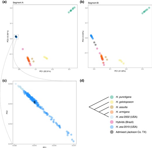 Visualizing local ancestry with principal components analysis. a,b) Principal components 1 and 2 calculated using SNPs form segments A and B of chromosome 15 (see Fig. 3). In Segment B, the two admixed samples (black points) are closer to H. armigera samples and admixed samples from Brazil. c) Within segment A, the two admixed sales cluster with other H. zea samples collected in 2019. d) Consensus species tree. H. zea samples collected in 2002 are from Taylor et al. (2021) and samples from other Helicoverpa species are form Anderson et al. (2018); see supplementary table S2, Supplementary Material online for details.