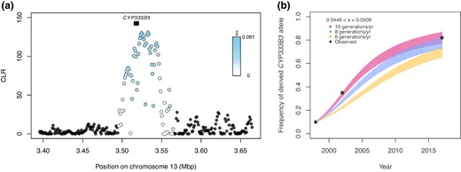 Selective sweep at CYP333B3. a) CLR calculated in SweepFinder2, with points colored by their estimated selection coefficient. Black box indicates the position of CYP333B3. b) Predicted frequency of a dominant-acting derived CYP333B3 allele for each generation given the estimated selection coefficient at that locus assuming 6, 8, and 10 generations per year. For each generation, a vertical line extends from the retrodicted allele frequency under the lower estimate of the selection coefficient (s^ = 0.0446) to that estimated under the upper estimate (s^ = 0.0508). Line colors correspond to assumed generation time. Black points are independently estimated allele frequencies from Taylor et al. (2021).