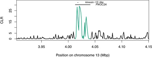 Selective sweep likelihood ratio at the locus PIK3C2A/kinesin-12-like. CLR values in the region of the loci PIK3C2A and kinesin-12-like, encoded on opposing strands. Both genes are candidate Cry1Ac resistance loci. Values overlapping with the annotation positions are highlighted.