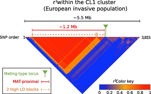 Linkage disequilibrium (LD) analysis along the contig carrying the mating-type locus in a Cryphonectria parasitica European invasive population. LD heatmap using single nucleotide polymorphisms (SNPs; n = 3,815) located on the contig carrying the mating-type locus (scaffold_2 of the EP155 genome) in the CL1 genetic cluster (European invasive population introduced from North America); pairs of SNPs with high LD, i.e. r2 > 0.9, correspond to the red triangle. The mating-type locus location is shown with a pin and the MAT-proximal region lacking recombination is shown with a plain bar. The two high-LD blocks within the MAT-proximal region are shown with dotted bars. The heatmap is plotted along SNP positions (1 to 3,815 SNPs). The size of the genomic region corresponding to the MAT-proximal region with high LD is indicated at the top in Megabase (Mb), as well as the total length of the contig. The MAT-Proximal region is enriched in SNPs, and therefore appears larger in the heatmap relative to the contig than it is based on physical size.