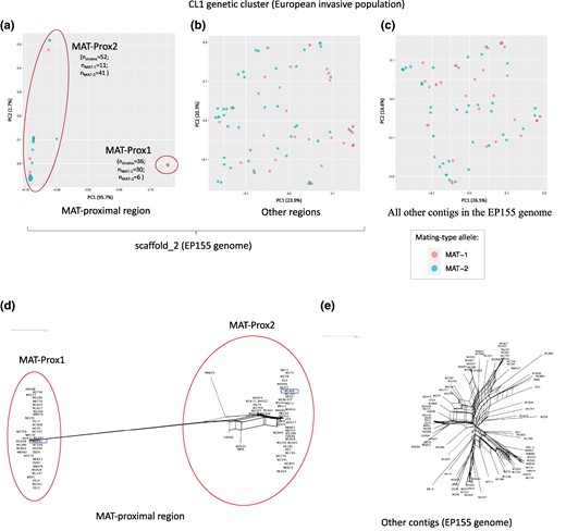Genetic structure using single nucleotide polymorphisms (SNPs) in the MAT-proximal region lacking recombination and other genomic regions in a Cryphonectria parasitica European invasive population. Panels a, b and c) Principal component analysis (PCA). Two principal components are presented. Percentage of variance explained by each PC is indicated into brackets. Strains are colored according to their mating-type (MAT-1 or MAT-2). Panels d and e) Neighbor-net network from a SplitsTree analysis. These analyses were performed in the CL1 genetic cluster (European invasive populations introduced from North America) based on: a and d) SNPs (n = 2,220) located within the MAT-proximal region along the contig carrying the mating-type locus (scaffold_2 of the EP155 genome); b) SNPs (n = 1,595) located in other regions along the contig carrying the mating-type locus; c and e) SNPs (n = 11,289) located on other contigs of the EP155 genome. On panels a) and d), the two clusters corresponding to the MAT-Prox1 and MAT-Prox2 haplotypes are shown with empty circles. The identified haplotype of each strain is indicated in supplementary table S1, Supplementary Material online. The number of strains within the MAT-Prox1 haplotype is indicated on panel a) by the letter n. The newly sequenced M1400 and M6697 strains are highlighted with a empty rectangle.