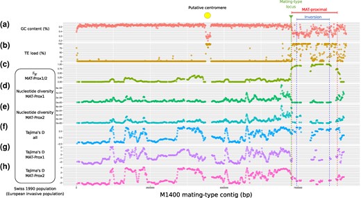 Genetic diversity and divergence between nonrecombining haplotypes of the MAT-proximal region along the contig carrying the mating-type locus in a Cryphonectria parasitica European invasive population. A-B. GC content a) and transposable element densities b) along the contig carrying the mating-type locus (tig_0000001) of the M1400 C. parasitica genome. c) Relative divergence (FST) between strains of the MAT-Prox1 and MAT-Prox2 haplotypes: d-e) Nucleotide diversity within pools of strains for each MAT-Proximal haplotype; F-G-H Tajima's D for all strains pooled and within pools of strains for each MAT-Proximal haplotype; The MAT-proximal region defined from LD analyses and the inversion between M1400 and M6697 genomes are indicated by bars and vertical dotted lines, respectively. The mating-type locus location is shown with a pin and a vertical dotted line. The location of the putative centromere is indicated by a circle. All population statistics were computed for the 1990 Swiss population along the mating-type contig (tig_0000001) of the M1400 genome per 50-kb window overlapping over 10 kbp. Windows containing fewer than 5 SNPs were removed from the analysis.