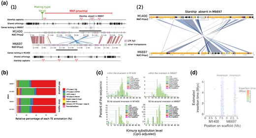 Annotation of Transposable Elements (TEs) and estimates of their insertion time in the MAT-proximal region lacking recombination and other genomic regions in Cryphonectria parasitica. a) Annotation of TEs and gene density along the MAT-proximal region in M1400 and M6697 genomes. On the left panel (1) the figure shows the genomic region from 7 Mb on tig_0000001 of the M1400 genome and from 2.8 Mb on tig_0000060 of the M6697 genome. The mating-type locus is indicated by a pin. The MAT-proximal region is indicated by a bar. Genes with DUF3435 domains (putative Starship captains) are shown in red. Orthologous genes shared between genomes are shown in black and those unique to each genome in grey. Synteny for 10 kb segments with identity > 90% is shown in red and inversion in blue. Transposons larger than 5 kb are shown in purple for the transposons annotated as LTR-Ty3 and in green for other transposons. The region with the putative Starship absent in M6697 is highlighted by a dotted rectangle and the region zoomed on the panel (2) is highlighted by thick horizontal bars. On the right panel (2) the figure shows a zoom on the Starship present in M1400 and absent in M6697 (i.e. the genomic region from 8.1 Mb to 8.6 Mb on tig_0000001 of the M1400 genome and from 3.3 to 3.8 Mb on tig_0000060 of the M6697 genome). In this panel, transposons larger than 150 pb are shown in orange; orthologous genes shared between genomes are shown in black, the genes unique to one genome are in grey. The synteny for segments with identity > 90% is shown in red and inversions in blue. b) Relative percentage of each TE annotation (in %) in the nonrecombining MAT-proximal region and other recombining regions of M6697 and M1400 genomes. The LTR-Ty3 category on panels A and B includes LTR/Invader and LTR/Gypsy categories of panel C. c) Pairwise genetic distance between TE copies within the inversion and around (50 kb) in both M1400 and M6697 genomes. Distribution of the Kimura substitution levels computed using the consensus sequence for the TEs. d) Estimates of the age of intact copies of LTR within and around the inversion.
