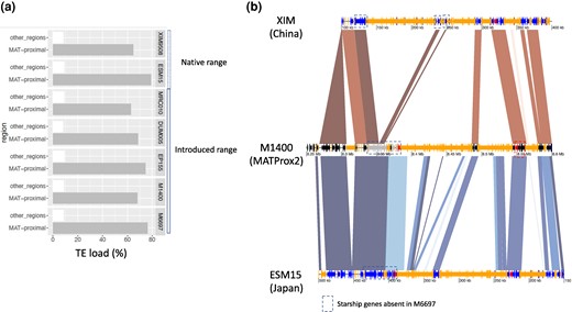 Transposable element (TE) content and Starship content in high-quality genome assemblies from other Cryphonectria parasitica populations from the native and the introduced range. a) TE load (percentage of base pairs occupied by TEs) in the seven high-quality genome assemblies in the MAT-proximal region and other recombining regions. b) Annotation of TEs and gene density along the MAT-proximal region in M1400 (MAT-Prox2) and the two Asian strains ESM15 (Japan) and XIM9508 (China). For all three strains, genes with a DUF3435 domain (indicating putative Starship captains) are shown in red. Transposons larger than 150 pb are in orange. The synteny for segments with identity > 90% is shown in red and inversions in blue. Genes of M1400 are shown in black and grey colors as in Fig. 5, i.e. orthologous genes shared between the M1400 and M6697 genomes are shown in black and those unique to M1400 (i.e. absent in M6697) in grey. The genes of ESM15 and XIM9508 are shown in dark blue.