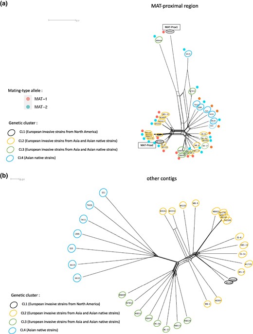 Genetic structure using single nucleotide polymorphisms (SNPs) in the MAT-proximal region lacking recombination (a) and other genomic regions (b) in other resequenced Cryphonectria parasitica populations from the native and the introduced range. Neighbor-net network from a SplitsTree analysis based on: (a) SNPs (n = 4,120) located within the MAT-proximal region along the contig carrying the mating-type locus (scaffold_2 of the EP155 genome); (b) SNPs (n = 103,058) located on other contigs of the EP155 genome. Color of empty circles around strain ID indicate the genetic clusters the strains belong to (CL1, CL2, CL3, CL4; n = 33 strains). Dotted circles indicate strains of the native range and plain circles indicate strains of the introduced range. Red and blue dots near strain ID indicate the mating-type (MAT-1 or MAT-2, respectively).