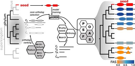 Feature-aware phylogenetic profiling with fDOG. pHMM Training phase: fDOG extracts the core orthologs used for pHMM training from a set of primer taxa that are ordered according to increasing taxonomic distance to the seed taxon from which the seed protein was taken from (left tree). A minimum and a maximum taxonomic distance of the primer taxa from the seed taxon can be specified to control the diversity of the training data (subtree in black). During pHMM training, fDOG iteratively compiles the core ortholog group and re-trains the pHMM. In each iteration, fDOG uses the current pHMM to identify orthologs across the primer taxa (Ci, …, Cm), it infers their feature architecture similarities (FAS) to the seed protein and orders them according to decreasing similarity of both amino acid sequence and feature architecture to the seed. The highest-ranking sequence is added to the core ortholog set. At the end of each iteration, the core orthologs are aligned and the pHMM is re-trained. Full ortholog search: The final pHMM is used for a profile-based ortholog search across all taxa from a proteome collection. The feature architecture of each detected ortholog is compared to that of the seed protein, and a similarity score (FAS score) is computed. This obtains the feature architecture aware phylogenetic profile of the seed protein (right tree). The color represents the FAS score ranging from 0 (orange; no shared features) to1 (blue; identical feature architectures). See main text for further information. The full workflow is shown in supplementary fig. S1, Supplementary Material online.