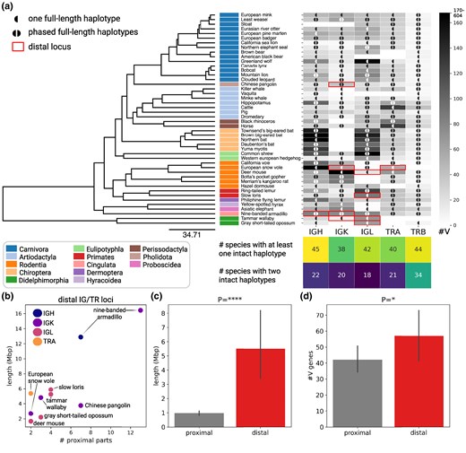 Overview of IG/TR loci collected across 46 mammalian species. a) The phylogenetic tree of mammalian species selected for the analysis. The tree was constructed using consensus topologies derived from 100 trees obtained from VertLife.org (Upham et al. 2019). The final consensus tree was generated with TreeAnnotator v1.10.4 (Drummond and Rambaut 2007) using mean node heights. Taxonomic orders are shown next to the species names. Counts of productive V genes in IGH, IGK, IGL, TRA, and TRB loci are shown on the heatmap on the right. Distal IG/TR loci are shown as red rectangles. A locus is marked with ◖/◖◗ if it has one/two intact haplotype(s) assembled. Counts of species with one/two intact haplotype(s) of IG/TR loci are summarized in the heatmap below. b) Number of proximal parts versus the total locus length across ten distal IG/TR loci. c) Lengths of proximal and distal IG/TR loci. Here and further error bars represent 95% confidence intervals; P-values are denoted as follows: ns: P ≥ 0.05; *<0.05, **<0.01, ***<0.001, ****<0.0001; and P-values are computed using the Kruskal–Wallis test unless specified otherwise. d) Counts of productive V genes in proximal and distal IG/TR loci.