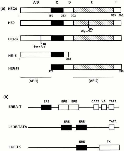 DNA Constructs Transfected into HeLa and COS-1 Cells a, ER derivatives. Amino acid positions are numbered from the amino terminus of the ER and indicate the boundaries of the functional domains of the receptor and of the truncated receptors. Positions of point mutations (amino acid substitutions) in HE0 and HE457 are indicated. b, Reporter constructs (not drawn to scale). Solid squares indicate consensus EREs. ERE.VIT contains two contiguous (nonconsensus) endogenous EREs together with an additional consensus ERE inserted upstream of the endogenous EREs (31). VA, An NF1-related vitellogenin activator element (33). 2ERE.TATA is a synthetic enhancer/promotor sequence containing the elements indicated (31). ERE.TK consists of a consensus ERE linked to the promotor sequence (nucleotides −150 to +51) of the herpes simplex virus thymidine kinase gene (6).