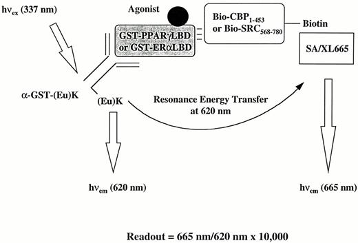 Strategy for Assessment of Nuclear Receptor-Coactivator Association Using the HTRF Approach GST-PPARγLBD or GST-ERαLBD proteins were indirectly linked to Eu cryptate, (Eu)K, through (Eu)K-labeled anti-GST antibody,α -GST-(Eu)K. Purified recombinant CBP1–453 or SRC568–780 proteins were biotinylated and indirectly linked to XL665 through XL665-labeled streptavidin (SA/XL665). The specific 665-nm signal of XL665 is produced only when there is a ligand-induced change in receptor conformation that results in binding to the coactivator. The extent of the FRET is measured as a ratio of 665 nm/620 nm × 10,000.