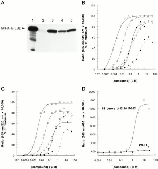 Induction of PPARγ-CBP and PPARγ-SRC-1 Interaction by Known PPARγ Agonists A, TZDs induced interaction between hPPARγLBD and GST-CBP1–453 in pull-down experiments. Purified hPPARγLBD (0.2 μg) was incubated with glutathione-bound GST-hCBP1–453 (1–2 μg) in the absence or presence of 1μ m of each TZD compound (lane 1, input; lane 2, dimethylsulfoxide; lane 3, TZDB; lane 4, TZDC; lane 5, TZDD). Bound hPPARγLBD was eluted and analyzed by Western blotting. Using the HTRF approach, effects of TZDs on PPARγ-CBP interaction (B), PPARγ-SRC-1 interaction (C), and effects of PGs on PPARγ-CBP interaction (D) were analyzed in the presence of 10 nm SA/XL665, 10 nm biotin-CBP1–453 or 10 nm biotin-SRC568–780, 1 nm GST-PPARγLBD, and 2 nm α-GST-(Eu)K as described in Materials and Methods. For panels B and C, the symbols are: ○, TZDA; □, TZDB; ⋄, TZDC; •, TZDD; ▾, TZDE. The experiment was repeated three times with similar results.