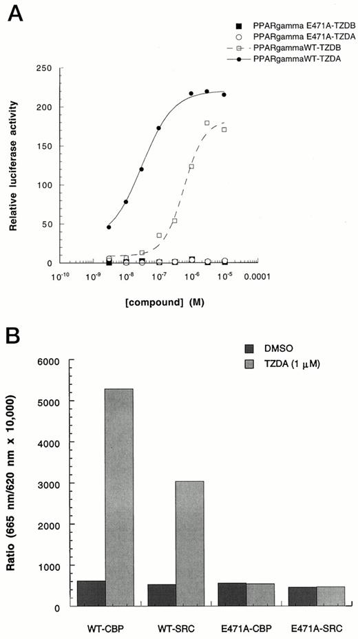 Requirement of PPARγ AF-2 Function for Transactivation and Coactivator Interaction A, Ligand-activated PPARγ/GR transactivation was abolished by an AF2 domain mutation. COS-1 cells were cotransfected with pSG5-hPPARγ/GR or pSG5-hPPARγE471A/GR, pMMTV/luc reporter, and pSV-β-galactosidase plasmids. Five hours after transfection, cells were treated with TZDA and TZDB for 36 h. Luciferase activity was then determined and normalized with β-galactosidase activity. Each point represents the mean of three determinations. B, Purified recombinant LBD protein corresponding to wild-type vs. PPARγE471A, 1 nm each, were compared using HTRF. Only wild-type PPARγ LBD was able to undergo ligand (TZDA)-induced association with either CBP or SRC-1. The experiment was repeated three times with similar results. Similar results were also obtained using 5 nm or 10 nm GST-PPARγLBD and GST-PPARγLBDE471A.