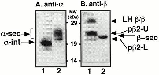 Western Blot Analysis of CHO Cells Expressing LHα and -β Subunits CHO cells expressing both α- and LH β-subunits were probed for the presence and gel migration loci of the LHα and -β bands. Intracellular lysates (lanes A1 and B1) or overnight serum-free conditioned medium (lanes A2 and B2) were run on 5–20% acrylamide gradient gels under nonreducing conditions and transferred onto polyvinylidene fluoride membranes. The membranes were then probed with either polyclonal antiserum to the α-subunit (panel A) or polyclonal antiserum to the LH β-subunit (panel B). Identified in panel A, lane 1, was intracellular α-subunit (α-int), and in panel A, lane 2, heterogeneous forms of secreted α-subunit (α-sec). In panel B, lane 1, three forms of LHβ were detected: (from top to bottom) LH β/β homodimer; pβ2-U (upper, the more slowly migrating of the LH-pβ2 forms), and pβ2-L (lower, the more rapidly migrating of the LH-pβ2 forms). Panel B, lane 2, shows the position of secreted LHβ (β-sec).