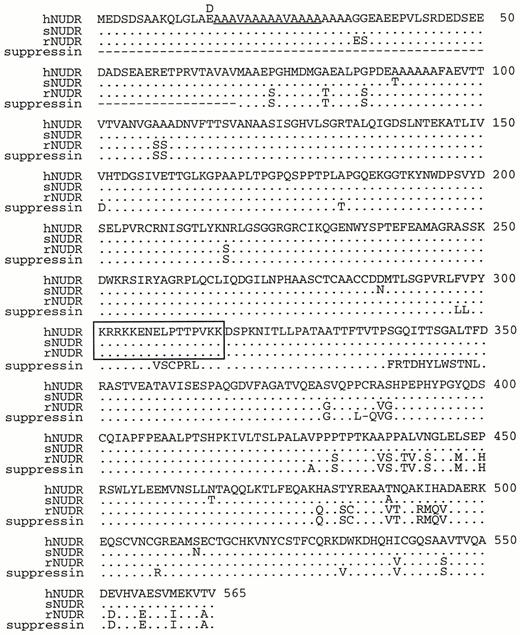 Amino Acid Sequence Comparison of Human, Monkey, and Rat NUDR with Rat Suppressin The amino acid sequences for human, monkey, and rat NUDR were deduced from the cDNA sequences and compared with rat suppressin (accession no. U59659). The upper line shows the one-letter amino acid sequence of human NUDR (hNUDR, accession no. AF049459). Amino acid identity of monkey NUDR (sNUDR, accession no. AF049461), rat NUDR (rNUDR, accession no. AF055884), and rat suppressin with hNUDR are indicated by dots, and amino acid differences are shown as letters. The initiator methionine indicated for rat suppressin corresponds to methionine at position 69 of NUDR, and dashed lines show missing sequence. A second human NUDR clone (hNUDR8, accession no. AF049460) contains a 42-bp deletion (underlined) that resulted in the deletion of 14 amino acids (between amino acids 16 and 29) and a change of a glutamic acid to aspartic acid at position 15 (denoted by a D above the hNUDR sequence) as the deletion occurred within two codons. A potential bipartite NLS is boxed.