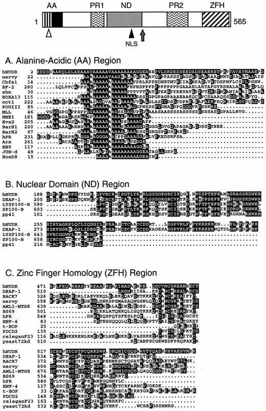 Regional Homology of NUDR with Other Proteins The diagram at the top depicts approximate locations of potential functional domains in NUDR determined by sequence alignments to proteins shown in subsequent panels. The open triangle represents a naturally occurring deletion observed in the hNUDR8 cDNA; the solid triangle represents the NLS, and the arrow indicates the peptide region used for antibody production. Regions of similarity were identified by the BLAST program (National Center for Biotechnical Information, Bethesda, MD) and then aligned using the PILEUP program from the Wisconsin sequence analysis package by Genetics Computer Group, Inc. (GCG, Madison, WI). Shading represents mutationally conserved amino acids with scores above 0.7 in the default GCG scoring matrix. The alignments are: panel A, an alanine-acidic-rich (AA) region; panel B, an ND region; and panel C, a region with potential ZFH. Not shown are the alignments that indicated two conserved proline-rich regions (PR1, PR2). The following are the names and Entrez Protein Accession numbers used: hNUDR; DEAF-1, 1209883; nervy, 790600; cbfα1 (core binding factor α subunit 1), 735898; BF-2, 603460; shn, 1079151; HOXA13, 1832353; oct1 (octamer binding transcription factor 1), 2135847; POUIII (POU domain protein), 1730449; MLL, 2160396; HME1 (homeobox engrailed-1), 462291; Evx2, 106292; BarH1, 103026; BarH2, 419958; hPR (human progesterone receptor), 130894; Arx, 2317259; HB9, 1082461; JUN-d, 135307; HoxD8 (Hox4.3), 110005; LYSP100-B, 1173654; SP100-B, 1173656; pp41 (phosphoprotein 41), 1362889; RACK7, 1199659; AML1-MTG8, 407727; BS69, 1362759; HNF-4 (homolog), 1708276; t-BOP, 1809322; PDCD2, 998901; celeganF23 (c. elegans conceptual), 2088857; and yeast72KD (hypothetical), 2497149.