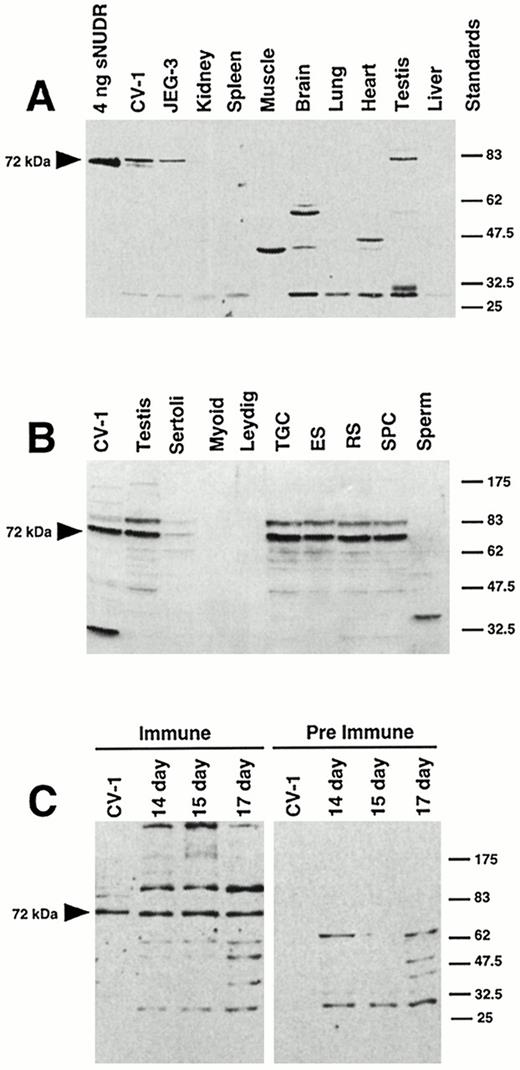 Western Blot Analysis of NUDR Proteins A, Four nanograms of recombinant sNUDR with an amino-terminal histidine tag were compared with 100 μg of total protein from untransfected monkey CV-1 cells, human JEG-3 cells, and the indicated adult rat tissues. Proteins were separated by SDS-PAGE on 10% gels, and immunoreactive proteins were detected with a polyclonal antibody to NUDR by Western blot analysis (see Materials and Methods). B, Total proteins (100 μg) from untransfected CV-1 cells were compared with proteins isolated from adult rat testis; cultured Sertoli, myoid, and Leydig cells; total germ cells (TGC); elongating spermatids (ES); round spermatids (RS); and spermatocytes (SPC). Western blot analysis was performed as in panel A. C, Total proteins (50 μg) from untransfected CV-1 cells were compared with total proteins (25 μg) isolated from 14-, 15-, and 17-day-old mouse embryos by Western blot analysis as in panel A using a polyclonal antibody to NUDR (left) or preimmune serum (right) on duplicate blots. The mobility of the prestained protein size markers (in kilodaltons) are shown on the right of each panel.