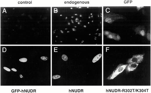 Localization of Endogenous NUDR and Overexpressed NUDR To detect endogenous NUDR protein, CV-1 cells were fixed on slides and incubated with preimmune serum (panel A, control) or serum containing antibodies to full-length NUDR (panel B, endogenous) followed by a biotinylated second antibody and fluorescein-conjugated avidin. CV-1 cells were transfected with pEGFP-N3 (panel C, GFP) and pEGFP-hNUDR (panel D, GFP-hNUDR) and fixed, and cells expressing GFP were visualized by fluorescence microscopy. CV-1 cells were transfected with pCMVhNUDR (panel E, hNUDR) and pCMVhNUDR-R302T/K304T (panel F, hNUDR-R302T/K304T) and incubated with an antibody to NUDR peptide followed by a fluorescein-labeled second antibody. Fluorescence was visualized with fluorescein filters using an Olympus IMT-2 microscope (panels A and B, 40× magnification) or Olympus Fluoview Confocal Imaging System attached to an Olympus IX70 microscope (panels C–F, 400× magnification).