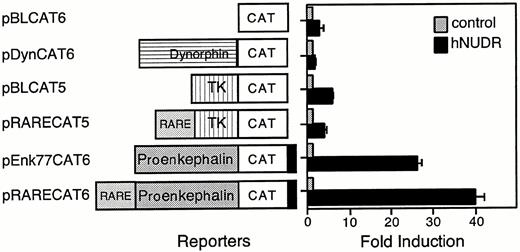 Selective Transcriptional Activation by NUDR CV-1 cells were cotransfected with 2 μg of reporter plasmid (pBLCAT6, pDynCAT3, pBLCAT5, pRARECAT5, pEnk77CAT6, or pRARECAT6) and either 1μ g of CMVNeo (control) or 1 μg of CMVhNUDR (hNUDR) as described in Materials and Methods. Reporter names and schematic representations of the constructs are shown to the left of the graph (not to scale). The fold induction due to cotransfection of NUDR is relative to each reporter, which is set to a value of 1. The results from this experiment are representative of three experiments and are expressed as the average ± sd of triplicate plates.