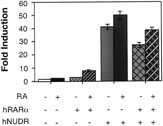 Transactivation of pRARECAT6 by RARα and NUDR CV-1 cells were transfected with 2 μg of the reporter plasmid pRARECAT6 and 1 μg of the indicated expression vector, CMVhRARα (hRARα) and/or CMVhNUDR (hNUDR). The cells were treated in the absence (−) or presence (+) of 1 μm retinoic acid (RA) for 24 h before harvest. Fold inductions are relative to the reporter alone. The results from this experiment are representative of three experiments and are expressed as the average fold induction± sd of triplicate plates.