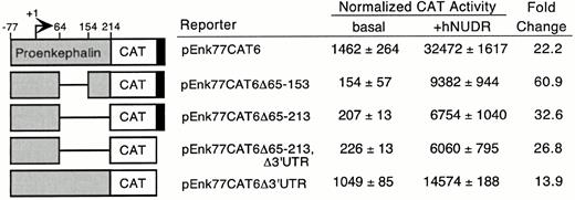Analysis of Enkephalin Sequences Involved in NUDR Regulation Schematic representations and names of the reporters used in the transfections are shown to the left of the table. CV-1 cells were cotransfected with 2 μg of indicated reporter plasmid, 5μ g of SV2βgal, and either 1 μg of CMVNeo (basal) or 1 μg of CMVhNUDR (hNUDR), as described in Materials and Methods. Normalized CAT activity is the ratio of CAT activity toβ -galactosidase activity, and the results are expressed as the average ± sd from triplicate plates. Fold change is the ratio of normalized CAT activity of +hNUDR to basal. The results are representative of two experiments.
