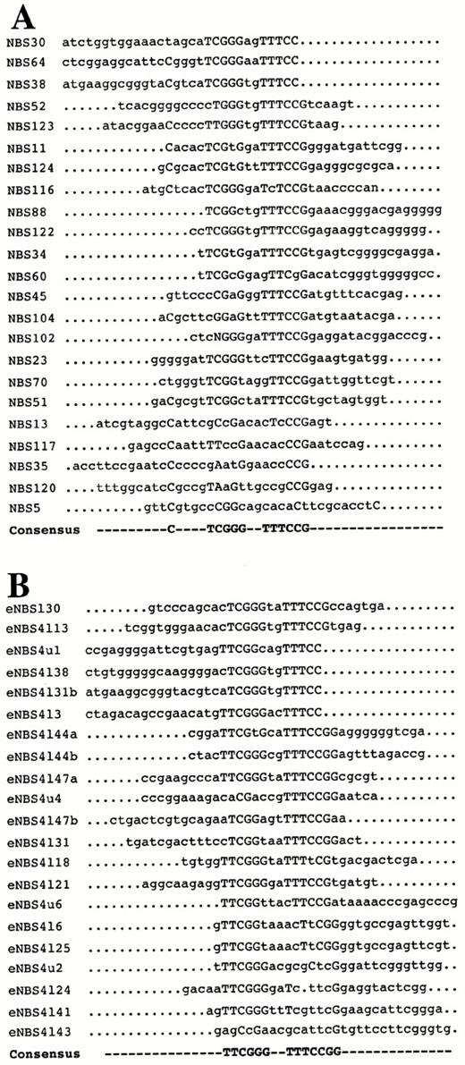 Alignment of NBSs A, NBSs were selected from a library of double-stranded oligonucleotides (70 mers, 30 random nucleotides flanked on either side by 20 nucleotides with different primer-specific sequences) by affinity to recombinant NUDR. After six cycles of binding to NUDR and DNA amplification, the oligonucleotides were cloned and sequenced. A consensus was derived from the alignment of 23 of the sequences. B, Recombinant NUDR was used in EMSA to shift a subset of the oligonucleotides from the sixth round of selection. A consensus sequence was derived from the alignment of these eNBSs. The consensus derived from each alignment corresponds to a plurality of greater than 50%.
