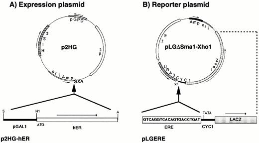 Plasmids Used for the Expression and Functional Analysis of hER in Yeast A, The hER cDNA was subcloned under the control of the inducible yeast GAL1 promoter (bottom scheme) into the SalI and ApaI sites (SXA) of the 2μ plasmid, p2HG. Arrows show orientation of transcription. The site of translation initiation, ATG, is positioned five nucleotides downstream from the BamHI site. Restriction enzyme sites used for the subcloning are indicated: A, ApaI; H1, BamHI; S, SalI; X, XhoI; pGPD indicates the promoter of the yeast glyceraldehyde-3-phosphate dehydrogenase gene. B, The reporter plasmid pLGΔSmaI-XhoI, in which all upstream activation sequences from the CYC1 promoter were removed by a religation of SmaI and filled XhoI sites, has only the sequences for basal transcription of the CYC1 promoter and a restored XhoI site. One copy of an ERE was cloned into the XhoI site at nucleotide −247 from the first ATG of the yeast gene CYC1. The E. coli β-galactosidase gene lacZ is the reporter gene used for the transcriptional analysis of the hybrid promoter in yeast.