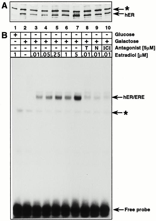 Expression and Estrogen-Dependent DNA-Binding Activity of hER in Yeast A, Western blot analysis of protein extracts from p2HG-hER-transformed yeast cells. Cells were grown in minimal medium in the presence of lactate and glycerol without glucose to A600 = 0.7. Then galactose or glucose and estradiol or estradiol antagonists were added as indicated in panel B, and the growth was continued for 8 h before protein extracts were prepared. Thirty micrograms of extract were loaded for each slot. A specific polyclonal antisera against the ER from X. laevis was used to detect the hER in yeast extracts. The arrows indicate the specific band for the hER and a nonspecific band for a cross-reacting yeast protein (*). B, Bandshift assay to analyze the DNA binding activity of the hER produced in yeast. Binding reactions were performed in buffer A supplemented with 0.1 m KCl as described in Materials and Methods, using 30 μg each of the same protein extracts as in panel A with 4 pmol specific DNA probe. A 32P-end-labeled oligomer, ds(GATCCGGGGTCACAGTGACCTA), containing one specific ERE with Sau3A ends, was used as a specific DNA probe. The abbreviations T, N, and ICI stand for the estradiol antagonists, tamoxifen, nafoxidine, and ICI, respectively. The arrows indicate the hER-specific DNA-protein complex and a nonspecific yeast protein-DNA complex (*).
