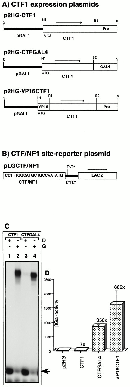 Expression, DNA Binding Activity, and Transcriptional Activity of the Human Transcription Factor, CTF1/NFI, in Yeast A, Diagrams of the inserts used for expressing CTF1 and CTF1 derivatives in yeast, all under the control of the inducible yeast GAL1 promoter into the 2 μ plasmid, p2HG. The names of the plasmids are indicated above each diagram. Arrows show the orientation of transcription. The site of translation initiation, ATG, is positioned two nucleotides downstream from the NcoI site (N1 in p2HG-CTF1 and p2HG-CTFGAL4), respectively, nine nucleotides from the filled BamHI site (H1 in p2HG-VP16CTF1). In p2HG-CTFGAL4, the C-terminal proline-rich transcription activation domain of CTF1 was replaced by the acidic transcription activation domain of the yeast GAL4 protein. In p2HG-VP16CTF1, the acidic transcription activation domain of the viral VP16 protein was fused in frame to the N terminus of CTF1. p2HG-VP16CTF1 is a 2μ-based derivative of p2HG-VP16CTF1/hER from Fig. 4. Restriction enzyme sites used for the subcloning are indicated: B2, BglII; H1, BamHI; N1, NcoI; R1, EcoRI; S, SalI; X, XhoI. B, Reporter plasmid used for CTF1-dependent transcription activation analysis. One copy of a CTF/NF1 DNA-binding site was inserted into the XhoI site of pLGΔSmaI-XhoI as in Fig. 1. C, Bandshift assay to analyze the DNA-binding activity of CTF1 derivatives expressed in yeast. Cells transformed either with the expression plasmid, p2HG-CTF1 or p2HG-CTFGAL4, were grown as described in Fig. 2. Binding reactions were performed as described in Materials and Methods, using 50 μg protein extract each with 0.2 pmol specific DNA probe. A 32P-end-labeled oligomer, ds(CCTTTGGCATGCTGCCAATATG), containing one specific CTF/NFI DNA-binding site, was used as a specific DNA probe, and glucose (D) or galactose (G) were added as indicated. The arrow indicates the migration of the free probe. D, Transcriptional activity of CTF1 and CTF1-derivatives. β-Galactosidase activities were measured in extracts isolated from yeast cells transformed with p2HG-based CTF1 expression- and pLGCTF/NFI reporter plasmids. Cells were grown and the GAL1 promoter was induced by galactose as in panel C. Protein extracts were prepared and β-galactosidase activities were determined as described in Materials and Methods. The error bars indicate sd values from measurements of three independent transformants each. The fold stimulation of β-galactosidase activity is given with respect to the basal activity (2.5 ± 1.3) determined in the p2HG transformants.