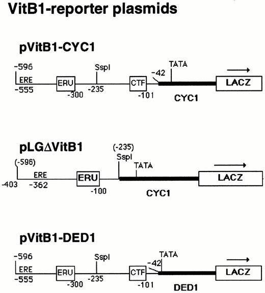 Reporter Plasmids Used for the Transcriptional Analysis of the X. laevis Vitellogenin (VitB1) Promoter in Yeast pVitB1-CYC1 contains 554 nucleotides of vitellogenin B1 promoter sequences including all control elements, except the TATA box, fused to the minimal yeast CYC1 promoter in pLGΔSmaI-XhoI (see Fig. 1). In pLGΔVitB1, 193 nucleotides of promoter-proximal sequences including the CTF/NF1 binding site (CTF) were deleted, locating the vitellogenin B1 upstream promoter sequences (−596 to −235) close to the CYC1 TATA box in pLGΔSmaI-XhoI. pVitB1-DED1 is a derivative of pVitB1-CYC1, in which the CYC1 promoter is replaced by the minimal yeast DED1 promoter. Positions of the EREs (ERE and ERU) and the CTF/NF1-specific DNA element (CTF) are indicated. Numbers correspond to vitellogenin B1 promoter sequences upstream from the site of transcription initiation. Numbers in parentheses above the pLGΔVitB1 diagram correspond to original vitellogenin B1 promoter sequences before the deletion. Arrows show the orientation of transcription from the reporter gene, lacZ.