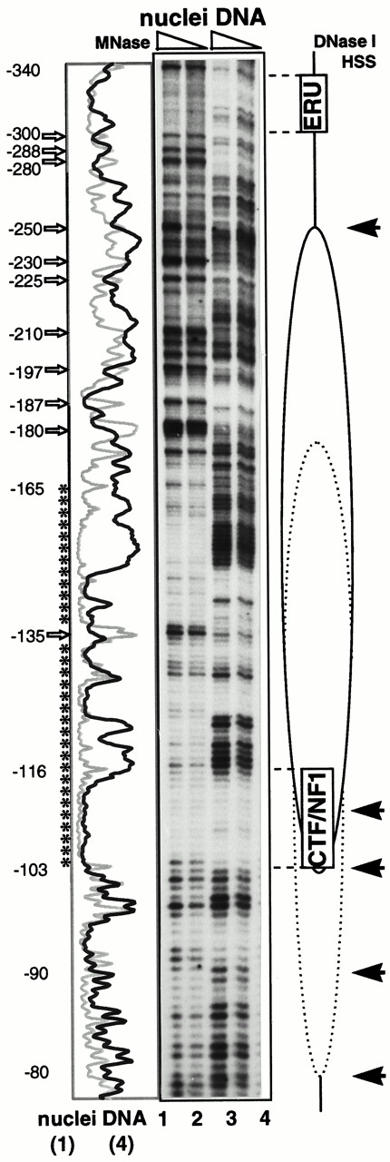 Genomic Footprinting Analysis of the Vitellogenin B1 Promoter in Yeast by Primer Extension Yeast cells were transformed with pVitB1-CYC1 (see Fig. 5) and p2HG-hER. Cells were grown and nuclei isolated as indicated in Fig. 6. Genomic footprinting analysis was performed with the primer SG102. The location of the ERU, the CTF/NFI-specific DNA element, and the nucleosome with multiple positions are shown schematically along the autoradiogram. Numbers correspond to vitellogenin B1 promoter sequences upstream from the site of transcription initiation. Regions of MNase protections are indicated by asterisks, and hypersensitive cleavage sites are shown by open arrows along the scan. DNase I-hypersensitive sites (HSS) are indicated by solid arrows. Nuclei were digested with MNase at room temperature for 5 min with 2500 U/ml (lane 1) and 1300 U/ml (lane 2). Purified genomic DNA was digested with 0.8 U/ml (lane 3) and 0.4 U/ml (lane 4) MNase as for nuclei above. Selected lanes were scanned and plotted along the autoradiogram for MNase-digested nuclei (gray lines) and free DNA (black lines).