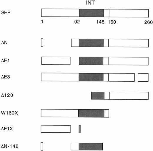 Deletion Mutants of SHP The ER-interacting domain is indicated by a solid box. The deletion constructs were previously described (16 ).