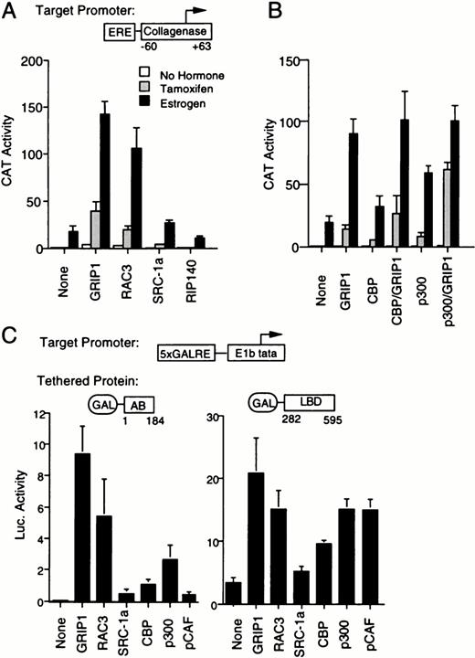 A Survey of the Effect of Coactivators on Tamoxifen Response A, Results of a transfection in which activity of ERE-coll-CAT reporter gene was monitored as above (Fig. 1A) in the presence of ER expression vector SG5-ERV400 and 5 μg of each coactivator expression vectors. B, As above, using expression vectors for GRIP1, CBP, or p300. C, The effect of transient transfection of a range of coactivators upon transcription of a GAL4 responsive reporter gene (GK1) was determined in the presence of GAL4-AB or GAL4-LBD expression vectors. Individual bars represent luciferase activities determined from triplicate wells. In the case of the GAL-LBD, the cells were treated with 100 nm estradiol.
