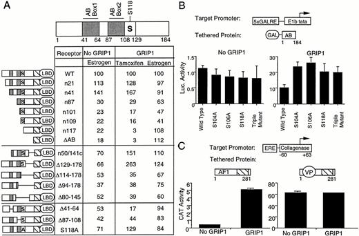 GRIP1 Action on AF-1 Requires an Extended Region of the AB Domain A, Effect of AB domain mutations upon ERE-dependent transcription in HeLa cells. A schematic of the ER AB domain showing each of the three AF-1 subregions, box 1 (41, 42, 43, 44, 45, 46, 47, 48, 49, 50, 51, 52, 53, 54, 55, 56, 57, 58, 59, 60, 61, 62, 63, 64 ), box 2 87–108, and the KTR (108–129) is shown above. The locations of box 1 and box 2 are shown in gray. The KTR is boxed, and the major phosphorylation site Serine 118 is marked with S. A schematic of each mutation is shown on the left. In all cases, ERs contained mutations in the AB domain (amino acids 1–184) but retained an intact DBD and LBD. We tested the effect of mutations upon ER action on ERE-coll-CAT, as described in Fig. 1A, in the absence or presence of GRIP1. We set activity of wild-type ER (full length) at 100% in each column of data and compared the activity of mutant ER relative to this number under this condition. B, Effect of phosphorylation site mutations on GRIP1 action. Hela cells were transfected, as in Fig. 2C, with a GRIP1 expression vector, where indicated, and GAL4-AB expression vectors bearing alanine substitutions at each, or all three, phosphorylation sites. C, Effect of a VP16 substitution on GRIP1 action. Hela cells were transfected with expression vectors for either the ER AB-DBD region or a similar vector containing a VP16 transactivation domain inserted at amino acid 65, and either an empty expression vector or an expression vector for GRIP1.