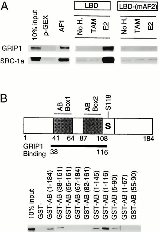 The Estrogen Receptor AB Domain Binds p160s A, The AB domain binds p160s. Autoradiograms of labeled proteins retained on beads in GST pull-down assays. The binding of either labeled GRIP1 or SRC-1a to beads coated with GST, GST-AB, or GST-LBD fusions. B, Binding of GRIP1 to the AB domain. A diagram of the AB domain is shown above with positions of previously described AB transactivation motifs, box 1, box 2, and the KTR-containing serine 118, marked. The extent of AB sequences implicated in GRIP1 binding is marked below with a thick black line. Below, autoradiography of labeled GRIP1 retained on GST beads is presented. Beads are coated with GST fused to portions of the AB domain between the amino acids that are described.