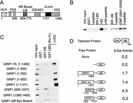 The ER-AB Domain Binds to the GRIP1 C Terminus A, Schematic of full-length GRIP1. Approximate positions of putative and defined functional domains are marked, including βHLH/PAS region, NR boxes I-III, CBP interaction domain (CID/AD1), Q-rich domain, and activation domain 2 (AD2). B, Autoradiography of GRIP1 protein retained on beads coated with either GST-LBD, GST-AB, or GST-CBP fusion proteins. The CBP fragment consists of amino acids 2041–2240 and contains the previously defined p160-binding motif. Where indicated (+peptide), binding to GRIP1 was performed in the presence of an excess of a synthetic peptide homologous to NR box III. We also performed controls with an NR box peptide that contained double alanine substitutions at key leucine residues (data not shown). C, Binding of GST-AB or GST-LBD to GRIP1 protein fragments. Autoradiograms show retention of labeled full-length GRIP1 or GRIP1 fragments on beads coated with GST-AB or GST-LBD fusion proteins. Amino acid numbers of all fragments were indicated. The GRIP1 NR box mutant has alanine substitutions in the key leucine doublets within NR boxes II and III (N-LXXLL-C to N-LXXAA-C). D, Interaction of ER-AF-1 and p160s in a yeast two-hybrid system. β-Galactosidase production from a GAL4-responsive reporter gene was determined in yeast strains containing GAL4DBD-AB and free GAL4AD-GRIP1 or GAL4AD-SRC-1a fusion proteins.