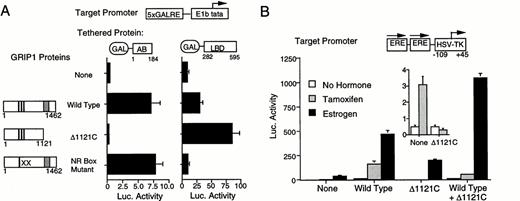 GRIP1 Action on AF-1 Requires the GRIP1 C Terminus A, Differential effects of GRIP1 mutations on AF-1 and AF-2. A schematic of the GRIP1 proteins is shown on the left of the figure. Intact NR boxes are marked with black lines, mutant NR boxes with an X, and the GRIP1 Q-rich domain with a dark gray box. The Δ1121C truncation lacks sequences downstream of position 1121 and will not bind the AB domain. The GRIP1 NR box mutant contains double leucine to alanine substitutions within NR boxes II and III. The effect of the GRIP1 mutants upon GAL-AB and GAL-LBD fusion proteins was determined as in Fig. 3A. B, Requirement of the GRIP1 C terminus for ER action. The effect of tamoxifen and estrogen upon expression of an EREII-LUC reporter gene was examined in HeLa cells in the presence of ERV400 and GRIP1 or the GRIP-Δ1121C truncation. The inset shows effect of wild-type and truncated GRIP1 upon EREII-LUC expression in the presence of tamoxifen, on an expanded scale.