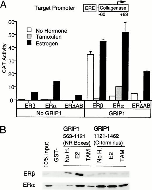 GRIP1 Is a Weak Activator of ERβ AF-1 A, GRIP1 action on ERβ. We tested the effect of GRIP1 upon ERE-coll-CAT expression in the presence of CMV-driven expression vectors for human ERβ, ER (α), or an ER lacking an AB domain (ERΔAB). B, The GRIP1 C terminus binds ER constitutively. Autoradiograms of in vitro translated full-length ERβ or ER (α) retained on glutathione beads coated with GST-GRIP1 fragments (563–1121 and 1121–1462) in the presence of ethanolic vehicle, tamoxifen, or estradiol.