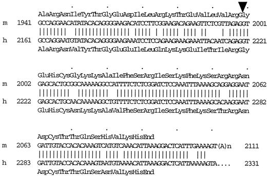 Alignment of the 3′-End of cDNA and C-Terminal Amino Acid Sequence of Mouse sFLT-1 (m) with Those of Human sFLT-1 (h) The deduced C-terminal amino acid sequence of mouse and human sFLT-1 are above or below their cDNA sequence, respectively. Arrowhead, Divergent site of membrane-bound FLT-1 and sFLT-1.
