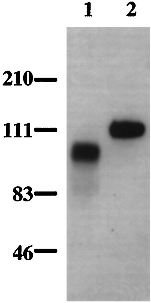 The VEGF-Binding Activity from Conditioned Medium of Mouse Placenta (lane 2) and Baculovirus-Expressed Human Recombinant sFLT-1 (lane 1) Were Separated by 4–12% Bis-Tris NuPAGE and Analyzed by a Western Blot Probed with the Biotinylated anti-Human FLT-1 Antibody 