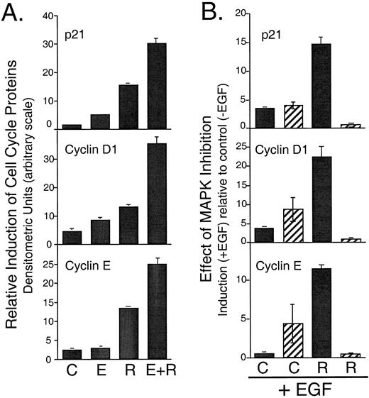 Cross-Talk between Progesterone and EGF A, R5020 pretreatment amplifies the up-regulation of cell cycle proteins by EGF. T47D-YB breast cancer cells were pretreated without (C, EtOH vehicle) or with the progestin R5020 (R, 10 nm) for 48 h, followed by EGF (E, 30 ng/ml), for an additional 8 h. Regulation of p21, cyclin D1, and cyclin E protein levels was monitored by immunoblotting using specific antisera. Four data points were quantified by densitometric analysis; each bar represents the relative induction of protein levels using an arbitrary scale. B, Progestin pretreatment induces a biochemical switch in the regulation of cell-cycle proteins from MAPK-independent to MAPK-dependent pathways. The above experiments (panel A) were repeated in the presence or absence of the MEK inhibitor, PD98159 (20 μm). Solid bars received dimethyl sulfoxide vehicle control; striped bars received the MEK inhibitor, PD98059. Each bar represents the induction of protein levels in EGF-treated cells (above that of untreated controls), in the absence (EtOH vehicle) or presence of R5020. These data show induction of cell-cycle proteins in the absence of the MEK inhibitor (solid bars), under conditions in which MAPKs are active. However, when MAPK activation is blocked (striped bars), cell cycle protein induction by EGF alone (without R5020) can proceed, but further induction with R5020 is completely blocked. In fact, there is no MAPK-independent regulation of these proteins in the presence of R5020. For details, see original immunoblots showing regulated changes in cell cycle proteins (15 ).