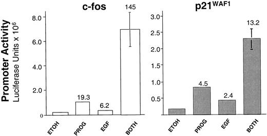 Progesterone and EGF Synergize on the p21 and c-fos Promoters Triplicate cultures of T47D-YB cells were transfected either with the c-fos promoter (−357 to −276)-luciferase reporter construct, or the p21 promoter (−2320 to +1)-luciferase reporter construct, and treated with EtOH vehicle, progesterone alone (10 nm), EGF alone (10 nm), or simultaneously with both progesterone plus EGF. Twenty-four hours later, luciferase activity was measured in cell lysates. Fold increases in luciferase activity are indicated above the bars. Error bars represent the sem, and results are representative of five independent experiments. [This figure was modified from Ref. 16.] Note that simultaneous treatment with progesterone plus EGF produces strong transcriptional synergism, as compared with the modest synergism observed upon progestin pretreatment at the protein level (Fig. 2).