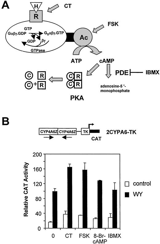 Various PKA Activators Stimulate PPAR Activity A, Schematic representation of the PKA pathway. cAMP is produced from ATP by a membrane-bound adenylate cyclase (Ac). Transmembrane receptors (R) for numerous hormones, neurotransmitters, and other stimuli (H) are coupled to adenylate cyclase via heterotrimeric G proteins (α-, β-, and γ-subunits). This interaction promotes the exchange of GDP, bound to the α-subunit, for GTP and the subsequent dissociation of theα -subunit from the βγ-heterodimer. The Gα-GTP then binds to adenylate cyclase and modulates its activity. PDE, Phosphodiesterase; FSK, forskolin. B, pSG5-mPPARα (100 ng) was cotransfected in HEK-293 cells with 2CYPA6-TK-CAT reporter construct under the same conditions as in Fig. 1. Cells were grown for 36 h in the presence of 1μ m WY 14,643 (WY), with 1 μg/ml CT, 50 mm 8-Br-cAMP, 200 μm forskolin (FSK), or 10 μm IBMX when indicated. Results are shown as the mean ± sd (n = 3) of CAT activity after normalization forβ -galactosidase activity.